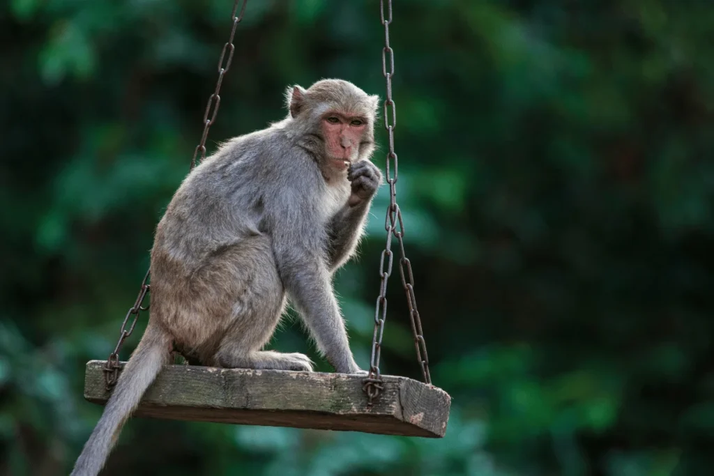 Small monkey sitting on a man-made swing. Short monkey captions for Instagram