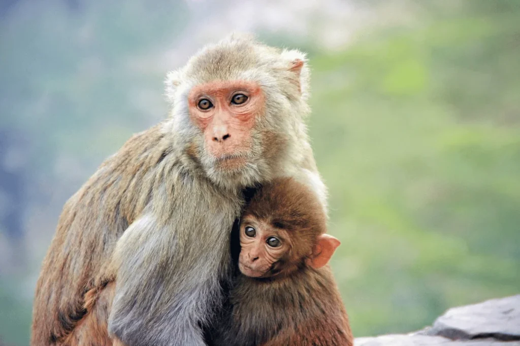 a baby monkey hugging its mother. cute monkey captions for Instagram