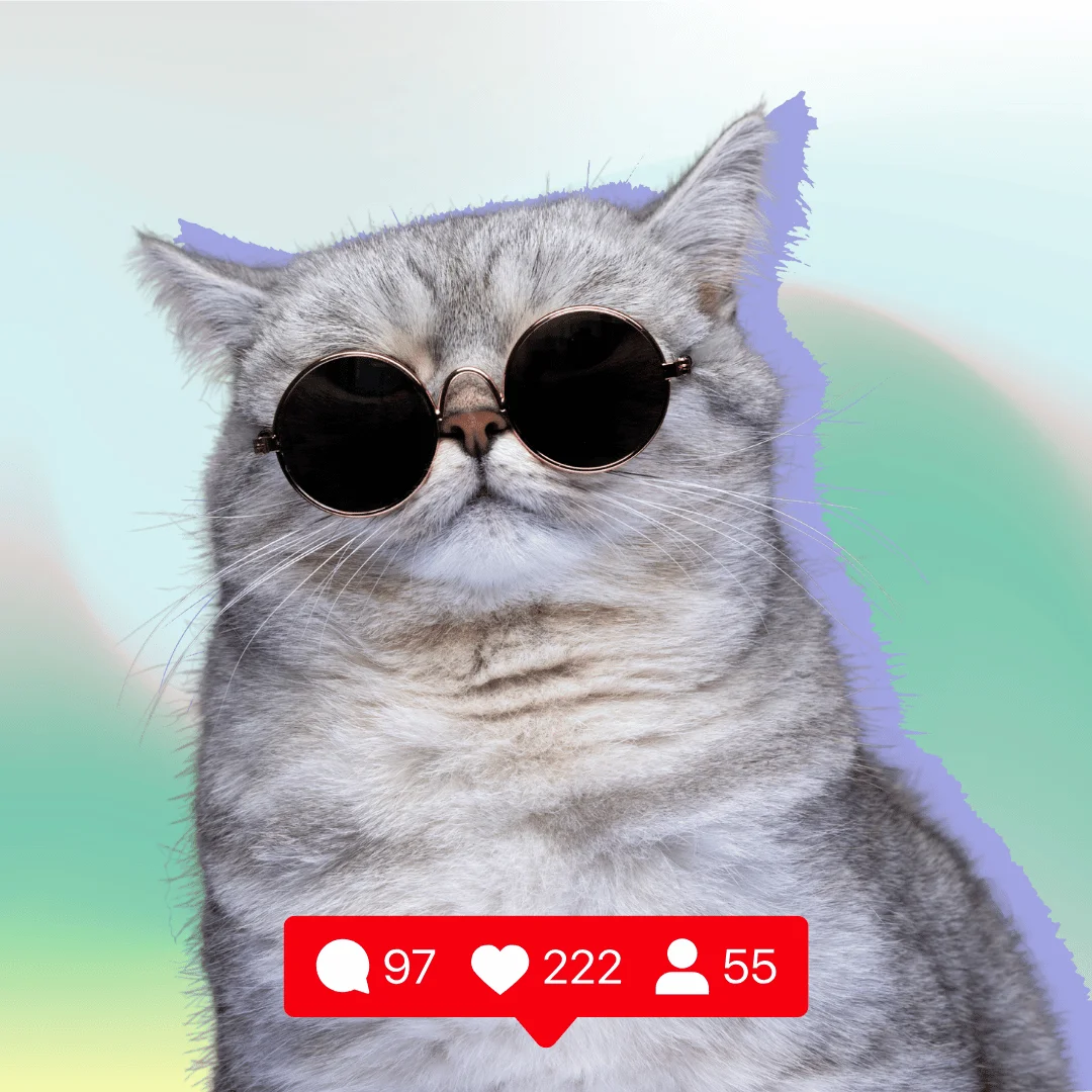 Funny cat wearing sunglasses. cat captions for Instagram