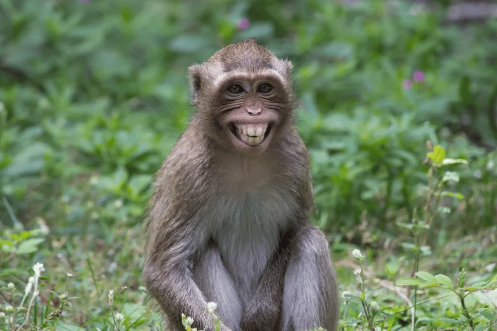 cute monkey the wild smiling. funny monkey captions for Instagram