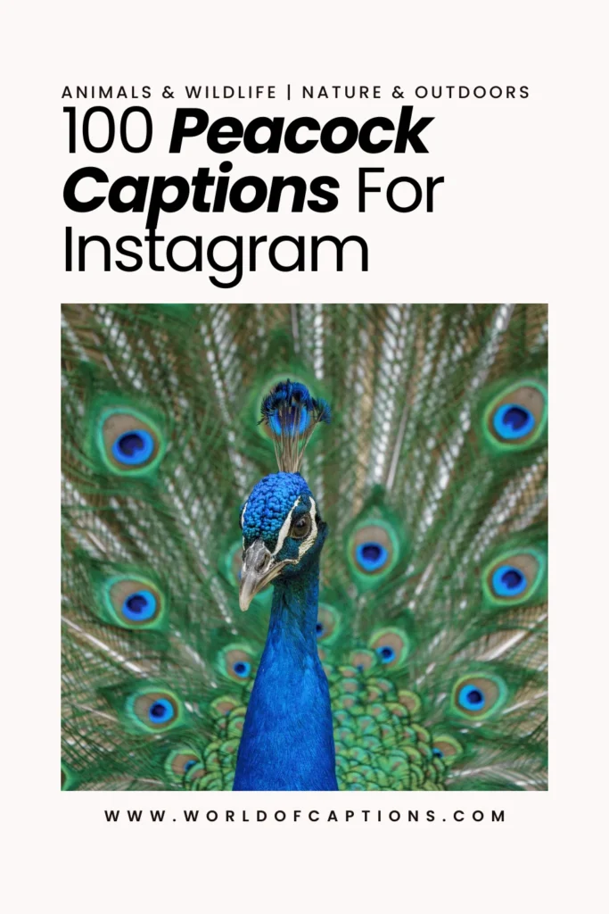 peacock captions for Instagram