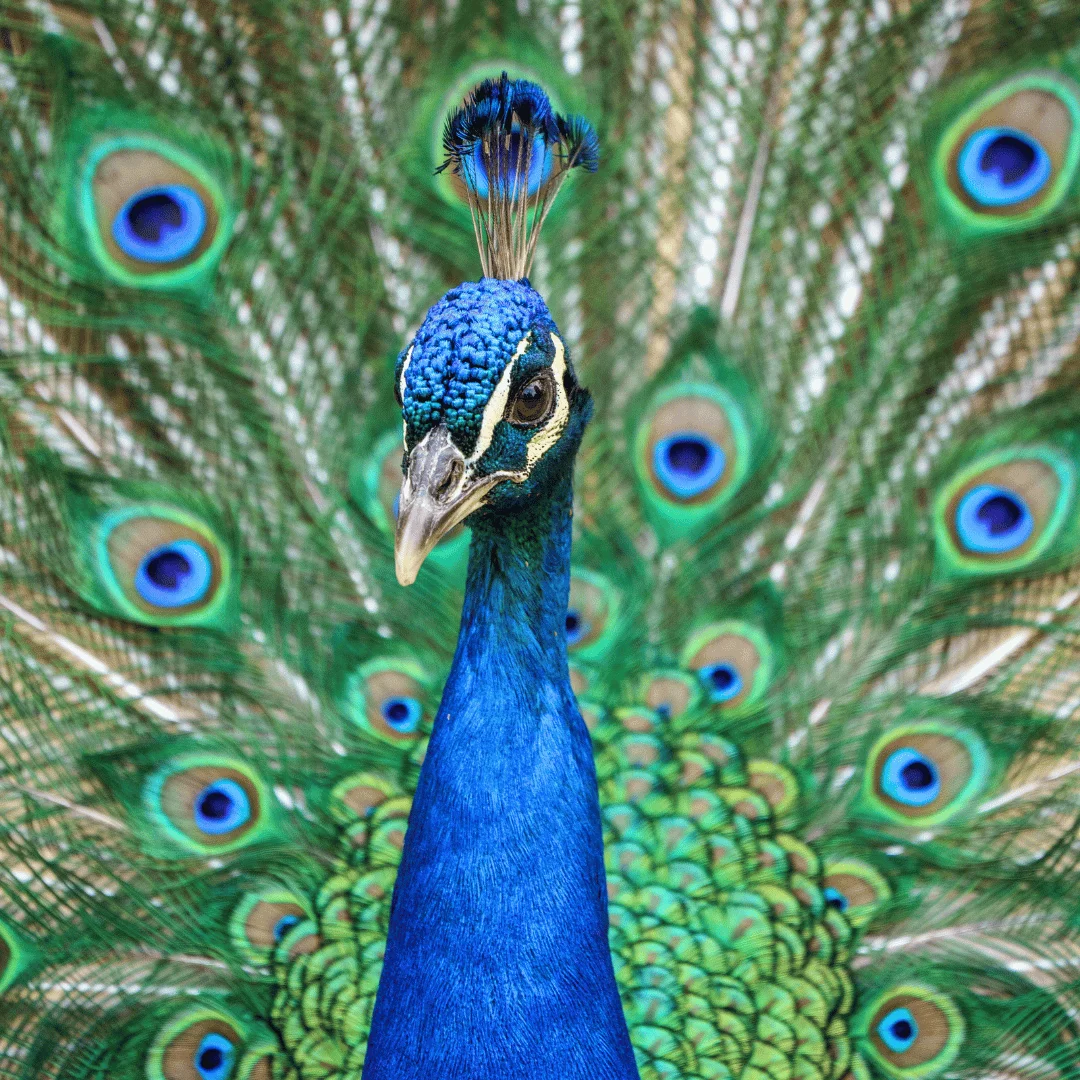 Mid shot image of a beautiful peacock. peacock captions for Instagram