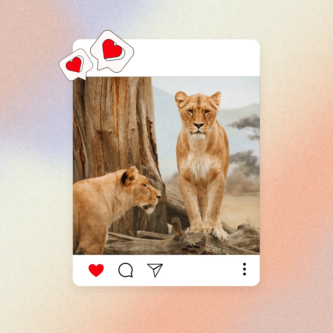 safari captions for Instagram